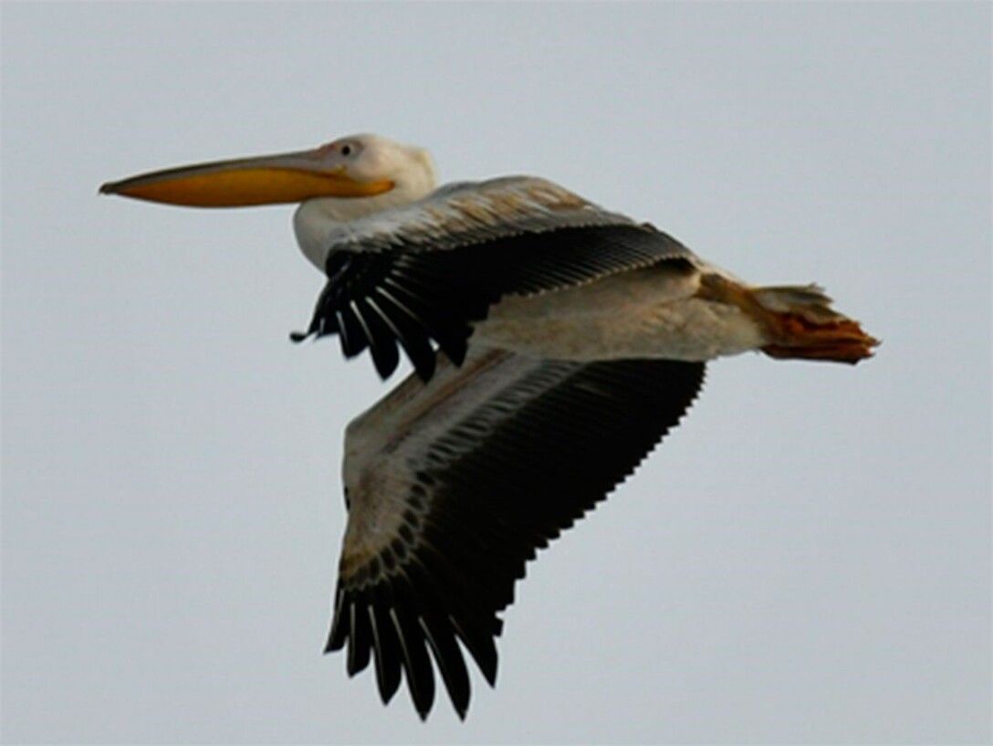 В Аскании-Нова обнаружили зимующего пеликана.Вокруг Света. Украина