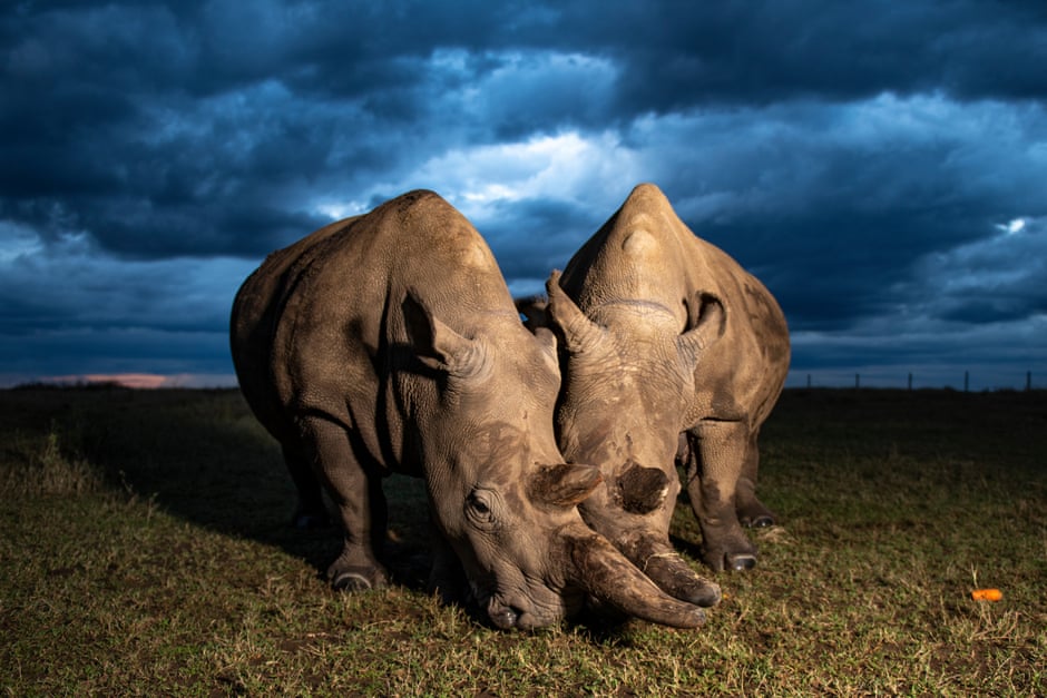 Можно ли спасти северных белых носорогов от исчезновения?.Вокруг Света. Украина