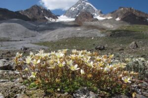 Таяние ледников грозит вымиранием редким альпийским растениям