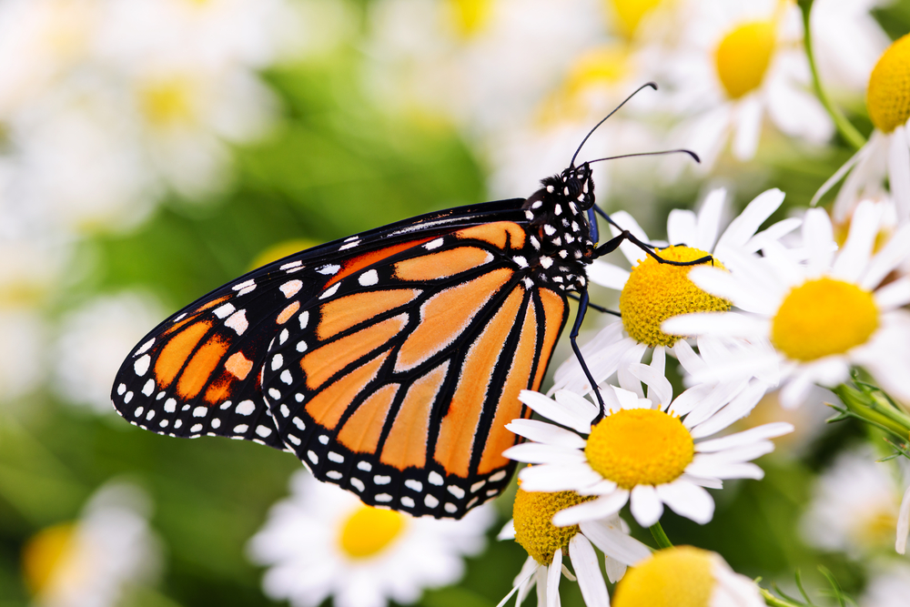 Энтомологи рассказали, зачем бабочки хлопают крыльями