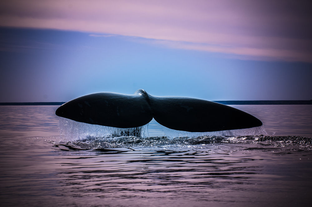 В Атлантике начала расти популяция редких китов, которых осталось меньше 400.Вокруг Света. Украина