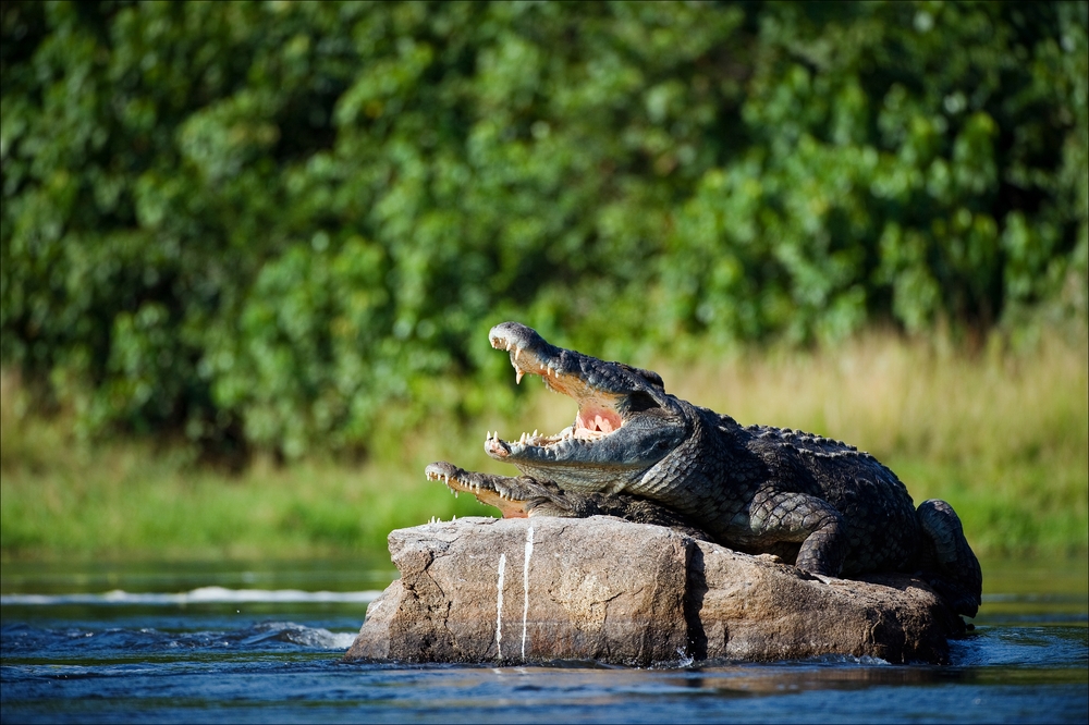 Почему крокодилы не изменились со времен динозавров.Вокруг Света. Украина