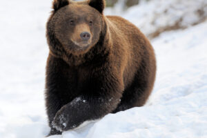 На румынском курорте медведь погнался за лыжником