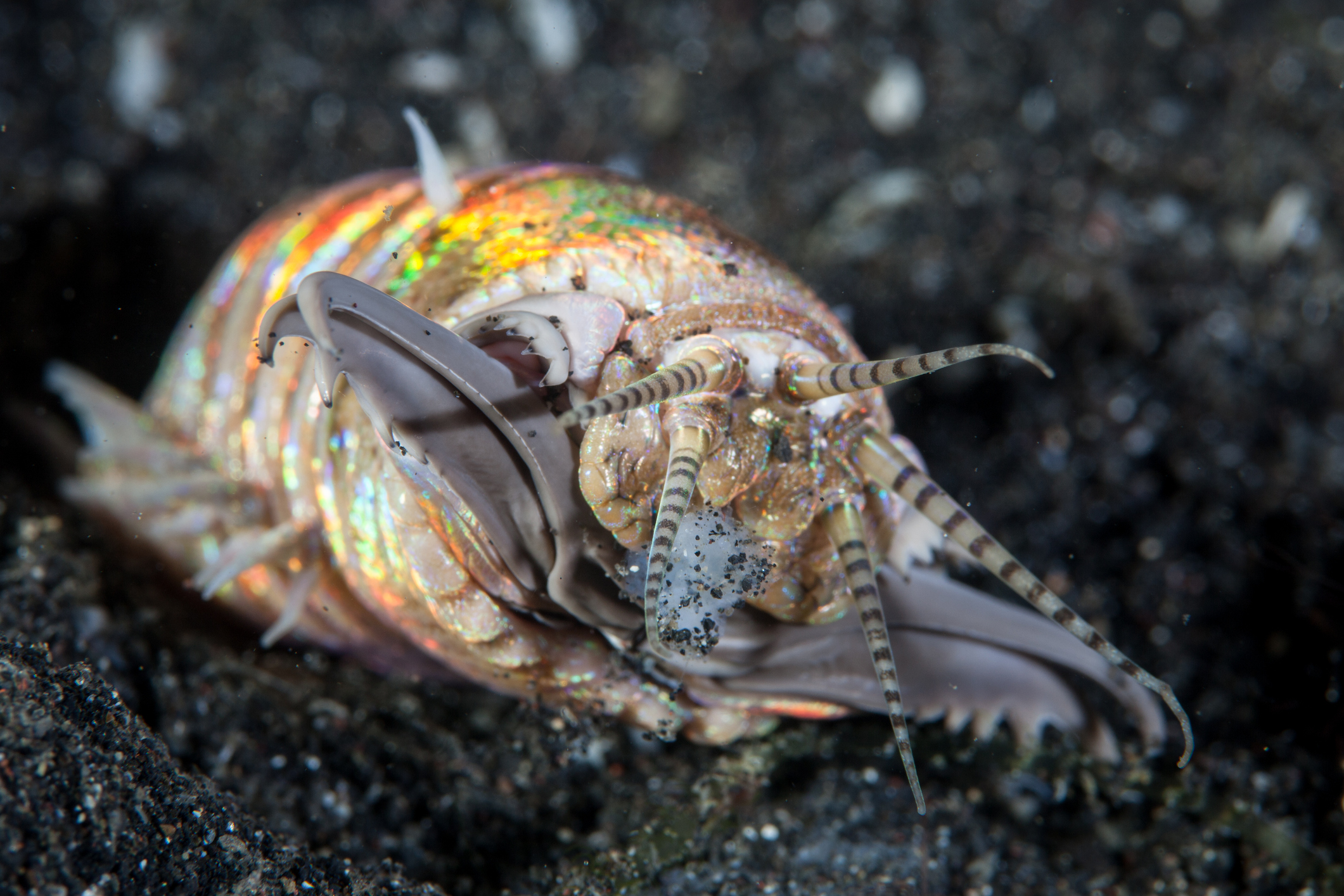 Обнаружен ископаемый двухметровый червь – предок современных червей-боббитов