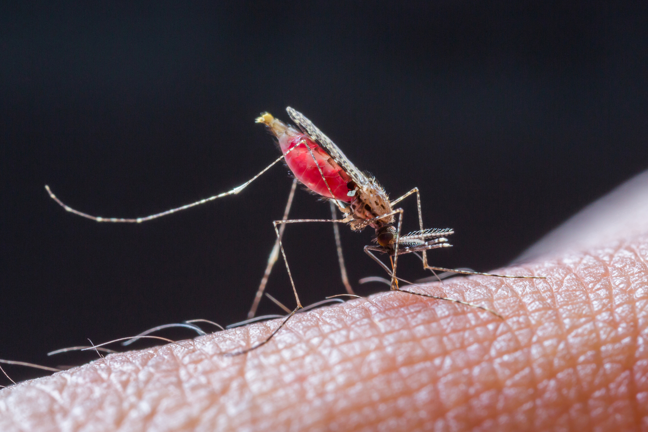 Южноафриканские ученые предложили инновационный способ лечения малярии