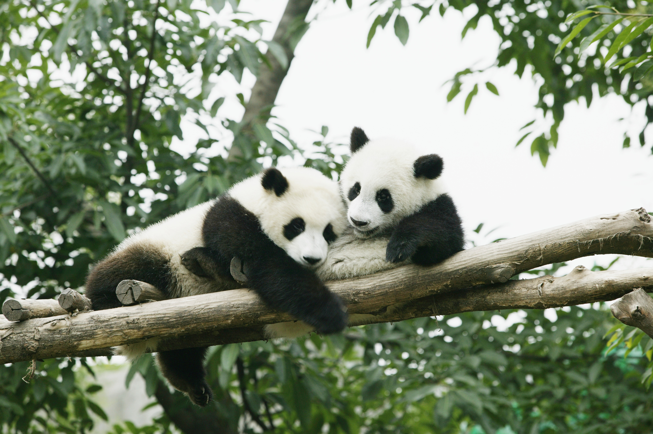 Зоопарк Эдинбурга планирует вернуть панд в Китай: слишком дорого обходятся