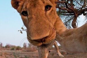GoPro запечатлела атаку львицы с позиции жертвы