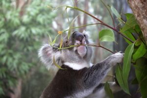 Рождаемость у коал контролируют ради сохранения эвкалиптовых лесов