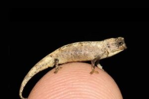 На Мадагаскаре открыли самых маленьких рептилий в мире