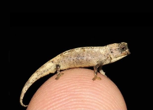 На Мадагаскаре открыли самых маленьких рептилий в мире