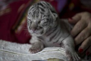 В зоопарке Никарагуа родился редкий белый бенгальский тигренок