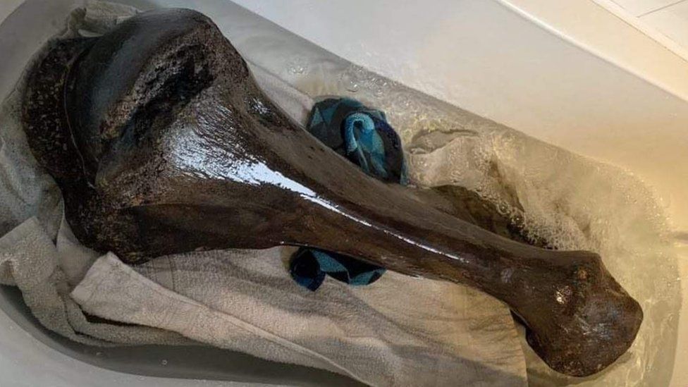 На пляже острова Уайт найдена окаменелость мамонта: ей 125 тысяч лет.Вокруг Света. Украина