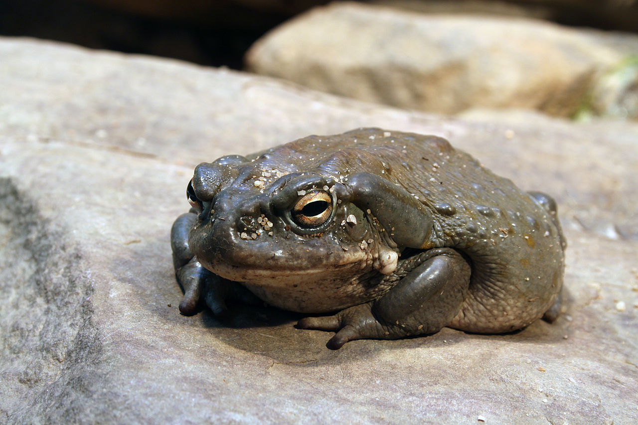 Популяция редких жаб сокращается из-за любителей психоделических трипов