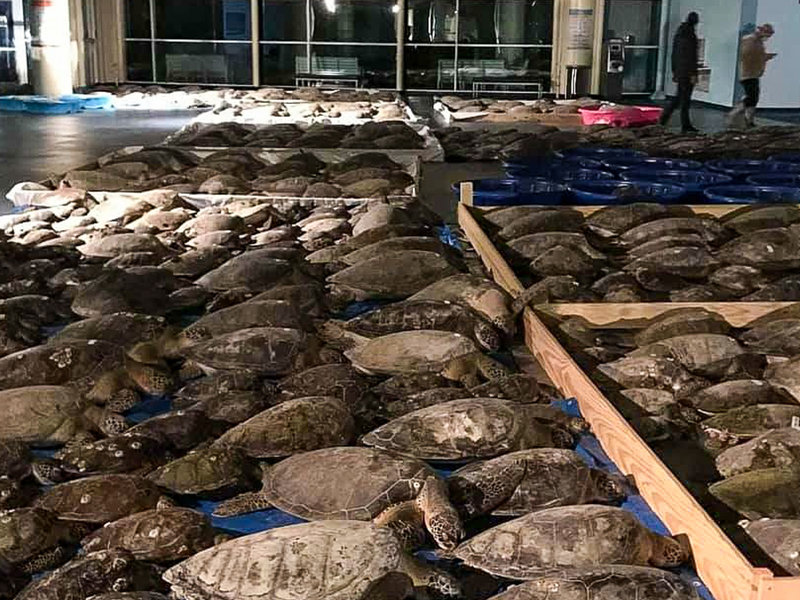 В Техасе жители спасли тысячи замерзших черепах.Вокруг Света. Украина