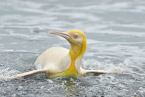 На островах Южной Атлантики нашли первого в мире желтого пингвина