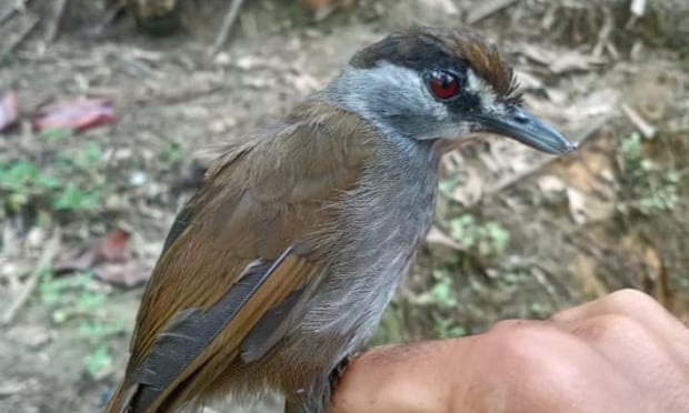На Борнео впервые за 180 лет заметили птицу, считавшуюся вымершей.Вокруг Света. Украина