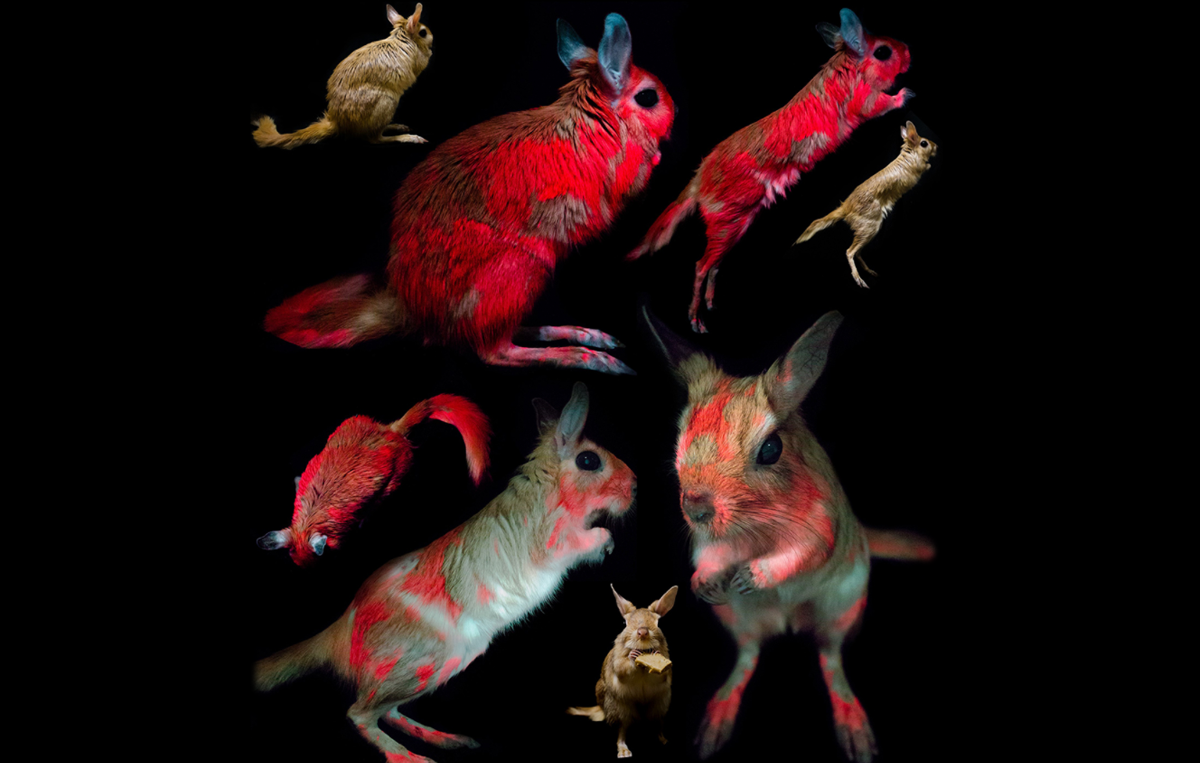 Причудливые грызуны долгоноги светятся в ультрафиолете оранжевым и красным.Вокруг Света. Украина