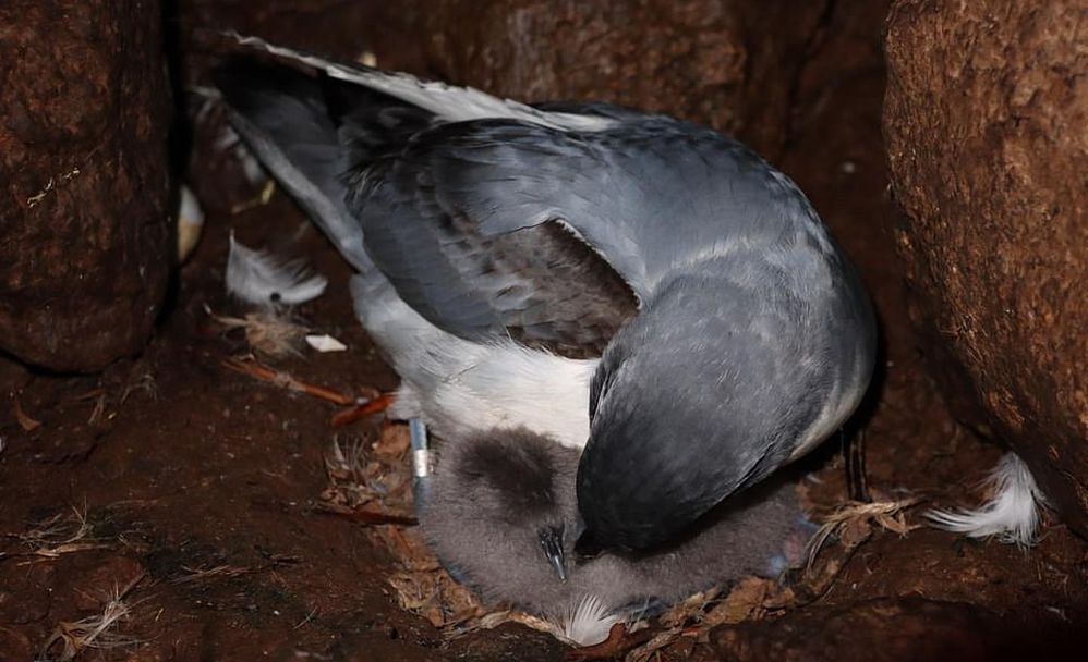 Гигантские супермыши уничтожают редких птиц на уединенном острове Гоф в Атлантике.Вокруг Света. Украина