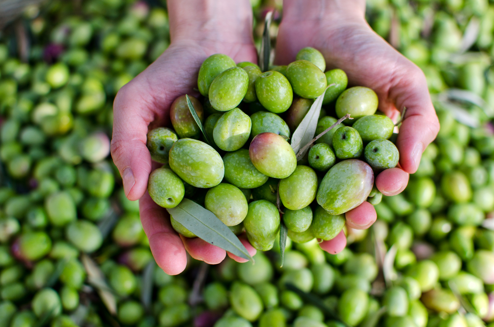У берегов Хайфы найден древнейший оливковый завод: ему 6600 лет.Вокруг Света. Украина