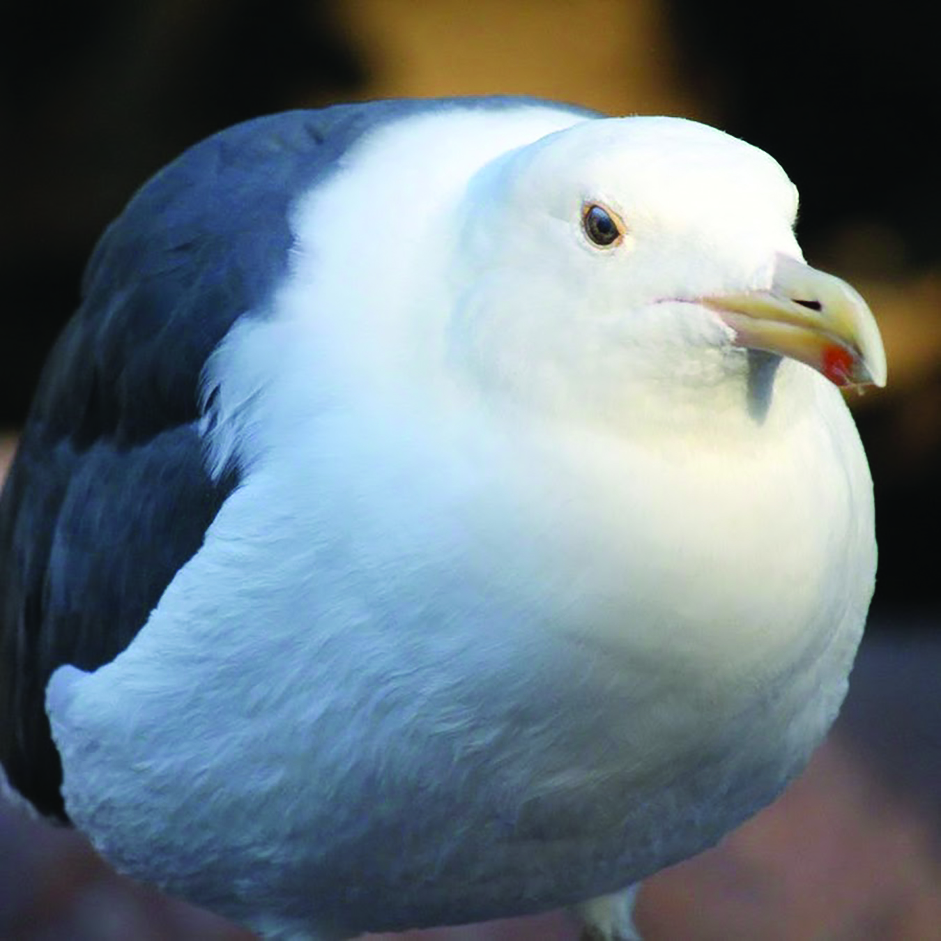 В Бахрейне чайки слишком толстые, чтобы летать