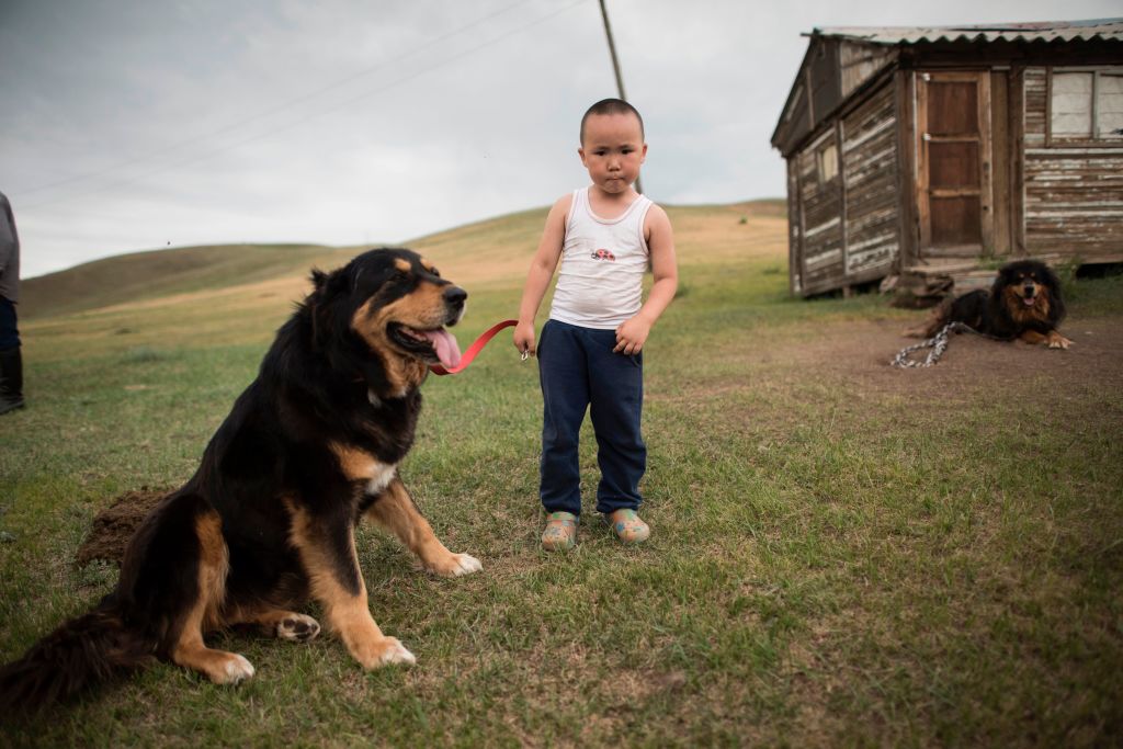 Банхар, спутник Чингисхана: как древняя порода собак спасает степи Монголии.Вокруг Света. Украина