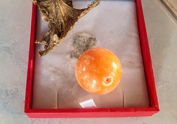 В Таиланде нищий рыбак нашел апельсиновую жемчужину
