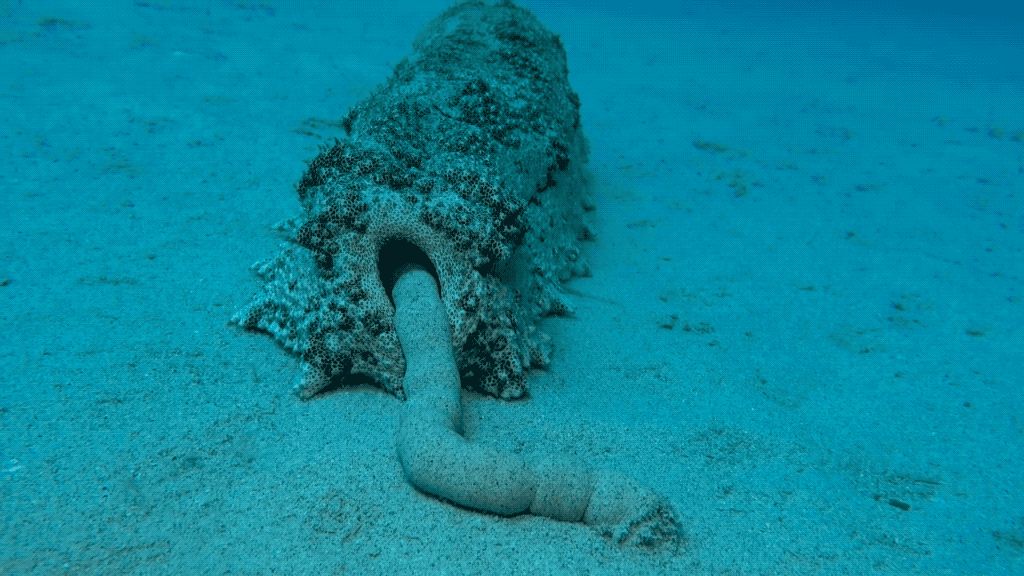 Как фекалии морских огурцов спасают от гибели коралловые рифы