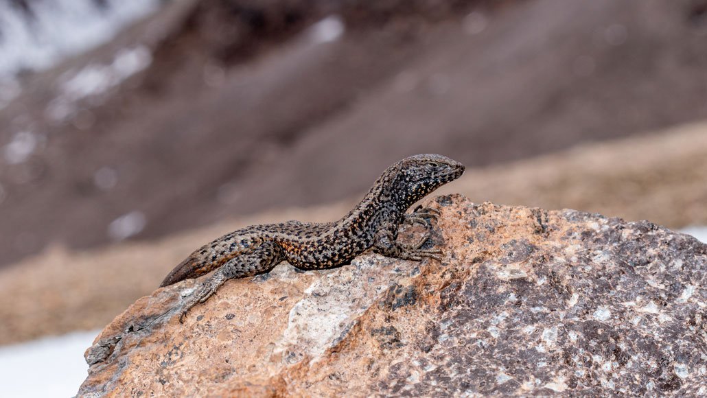 В Перу ящерица забралась на невозможные для рептилий 5,5 км