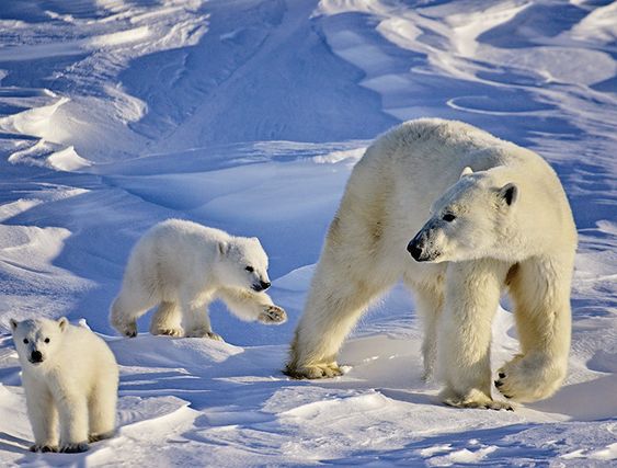 Потепление вынудило белых медведей тратить в четыре раза больше энергии