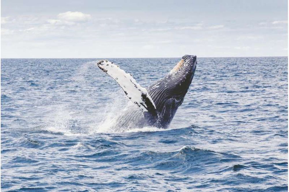 Горбатые киты не заимствуют песни друг у друга. Все оказалось сложнее.Вокруг Света. Украина