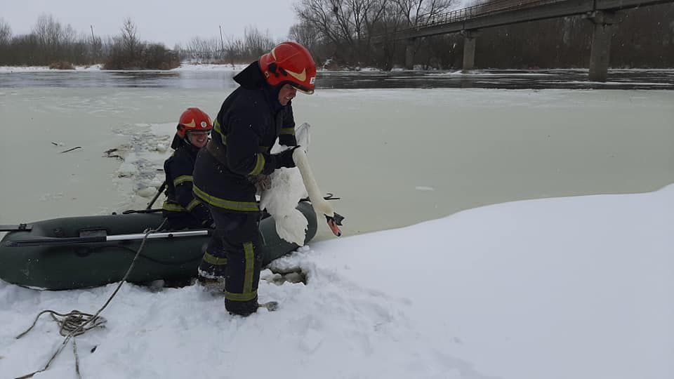 Во Львовской области спасли лебедей, примерзших ко льду.Вокруг Света. Украина