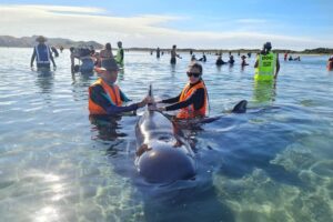 В Новой Зеландии стая дельфинов дважды выбросилась на мель