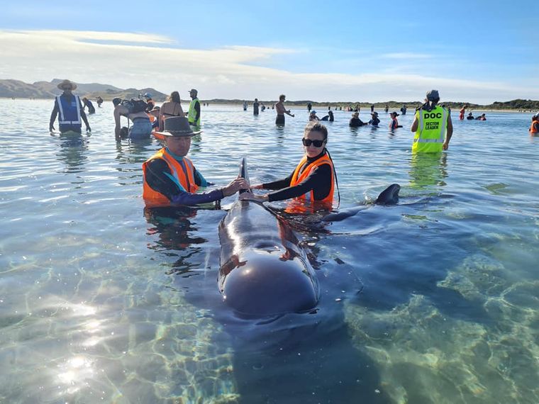 В Новой Зеландии стая дельфинов дважды выбросилась на мель