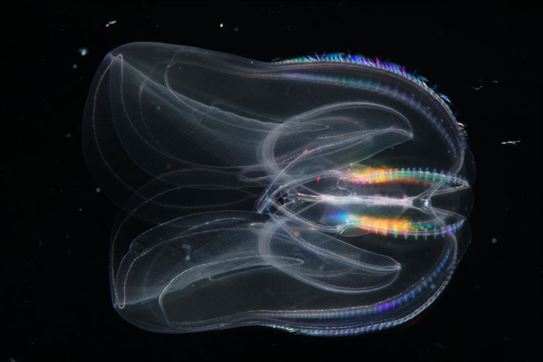 Что такое гребневики и почему они опаснее медуз.Вокруг Света. Украина