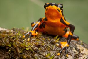 Пестрый арлекин: редчайшую жабу планеты впервые вывели в неволе