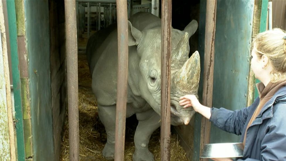 Английский зоопарк выпустит на волю самку черного носорога.Вокруг Света. Украина