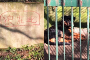 В китайском зоопарке ротвейлера выдавали за волка