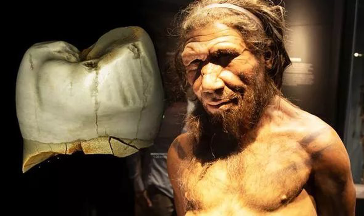 Неандертальцы cоблюдали гигиену полости рта: пользовались зубочистками.Вокруг Света. Украина