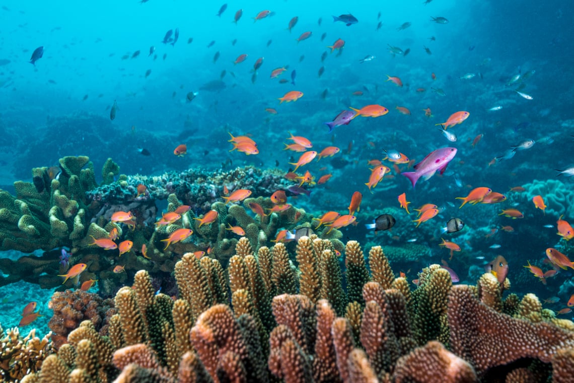 Кораллы Фиджи успешно восстановились после разрушительного циклона