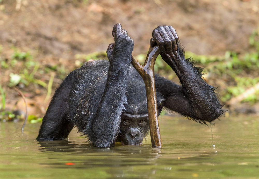 В ходе эволюции люди научились расходовать воду эффективнее, чем приматы.Вокруг Света. Украина