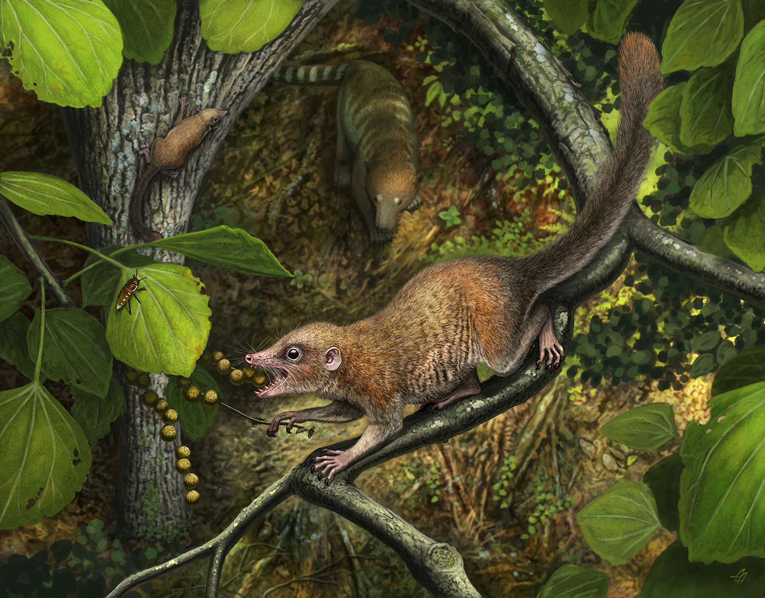 В Монтане обнаружили окаменелости древнейших приматов: им 66 млн лет