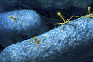 Сконструированные вирусы смогут бороться с бактериями, устойчивыми к антибиотикам