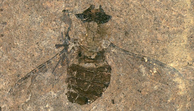 Палеонтологи узнали, чем пообедала муха возрастом 47 миллионов лет.Вокруг Света. Украина