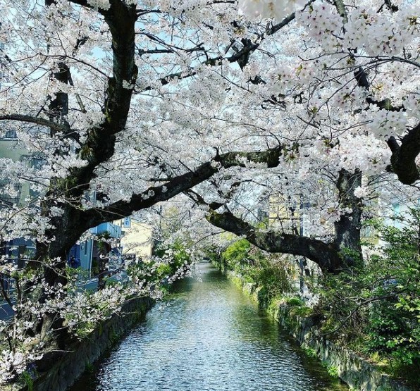 В Японии расцвела сакура: впервые так рано за 1200 лет.Вокруг Света. Украина
