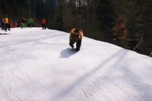 В Румынии лыжный инструктор спас группу от медведя