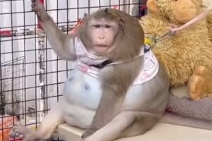 В Таиланде домашнюю обезьяну с ожирением отправили на лечение