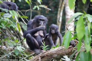 Как люди: самки бонобо усыновляют сирот даже из других 
