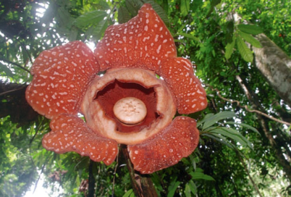 Раффлезия: в Малайзии открыли новый вид цветка-паразита