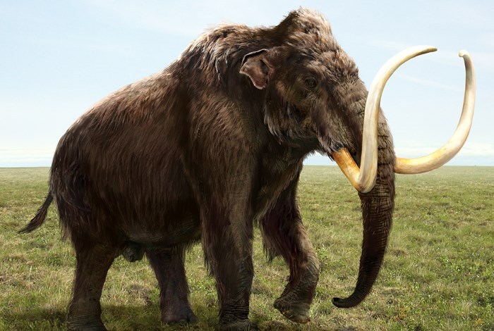 Установлен точный возраст останков мамонта Маунт-Холли: им 12 800 лет
