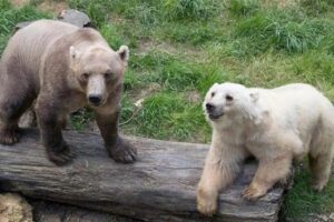 В Канадской Арктике выросла популяция пизли: гибрида белого медведя и гризли